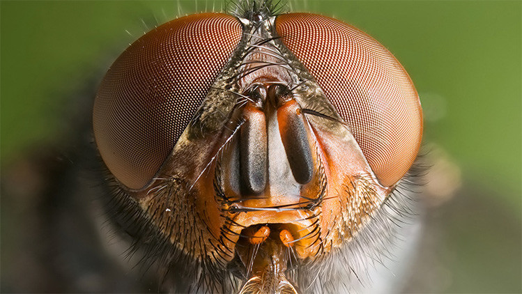 Todos los patrones de ojos de insectos caben en un solo modelo