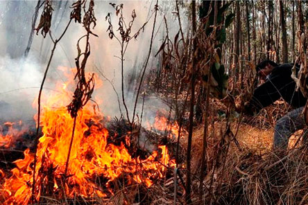 ABT reportó 14.500 focos de calor en el mes de septiembre
