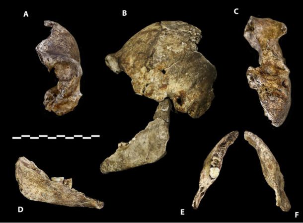 Homo naledi