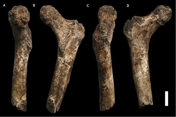 Homo naledi