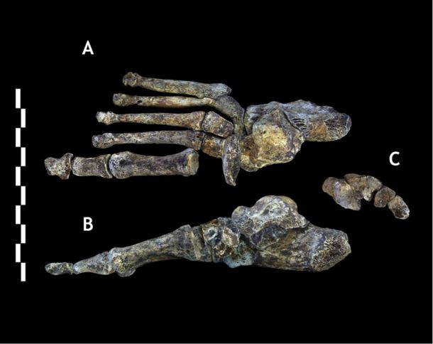 Homo naledi