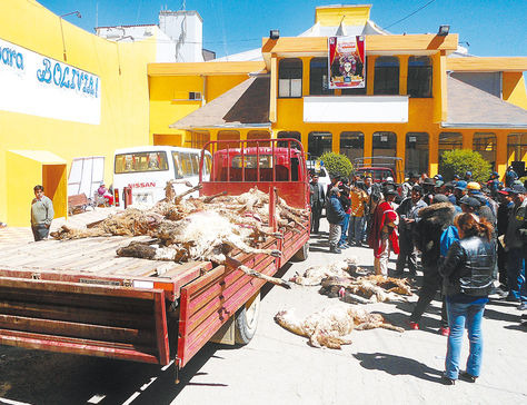Preocupación. Los comunarios llevaron al patio de la Alcaldía Quemada de El Alto las llamas y alpacas que fueron atacadas por canes.
