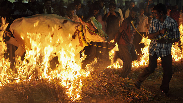 Linchan a un musulmán en la India por sacrificar una vaca