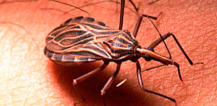 En Santa Cruz  600 mil personas  tienen Chagas