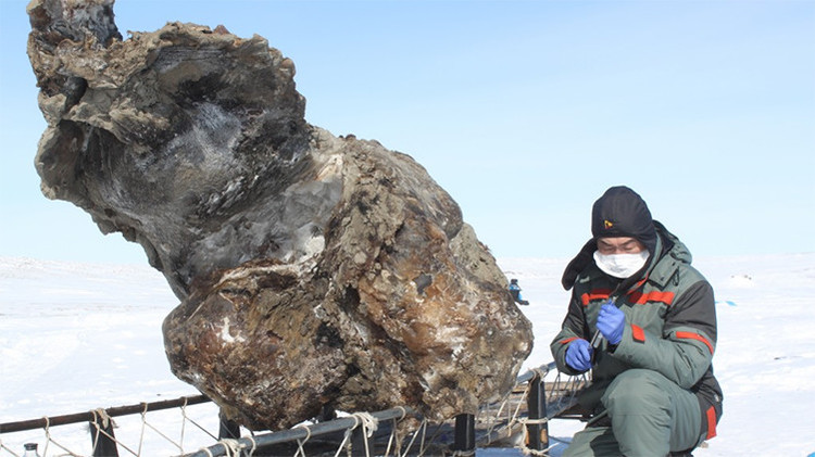 Investigador de la expedición 'Oecumene del Norte' con restos de un mamut