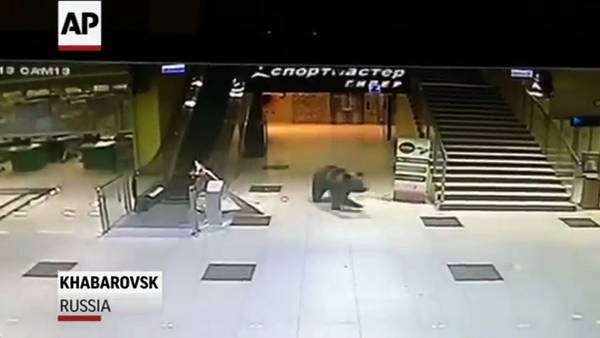 Un oso es abatido en Rusia tras colarse en un centro comercial