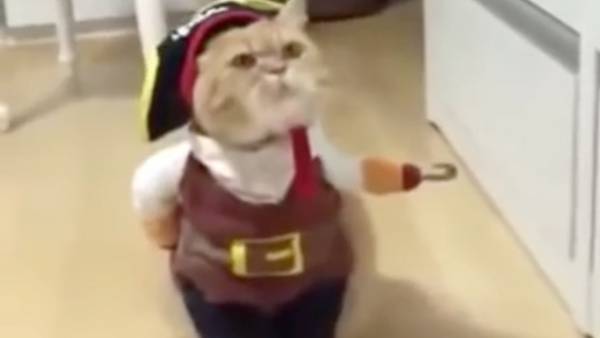 Un gato pirata, protagonista del nuevo video viral de Facebook