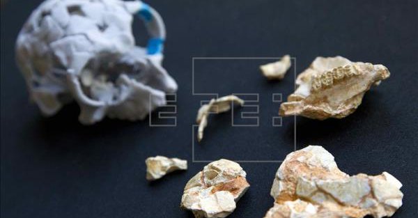 Photo published for Un nuevo primate podría ser el último nexo común entre gibones y humanos