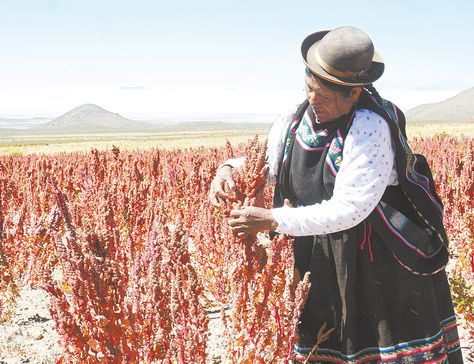 Cultivo. Una productora de quinua real en labores de cosecha en el municipio de Uyuni, departamento de Potosí.