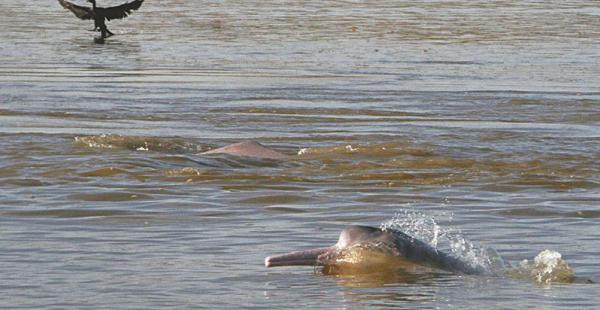 viaje de aventura una travesía por sus ríos permite conocer al inquieto bufeo (o delfín de agua dulce) . beni   celebró su aniversario el18 de noviembre