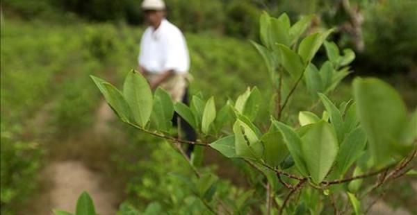 Entre 2012 y 2013 en Bolivia se han logrado reducir al menos 2.300 hectáreas de cultivos de coca, de acuerdo a datos de la JIFE