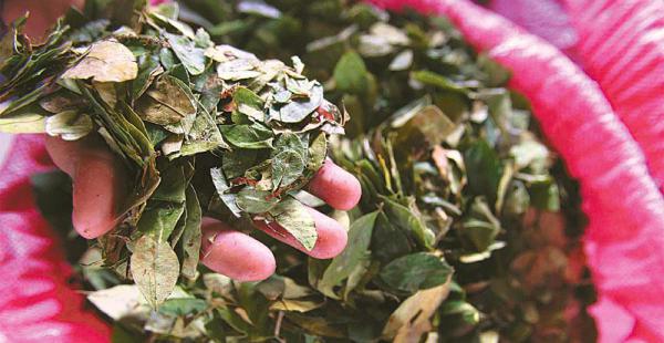 La ONU y Estados Unidos difieren sobre la cantidad de hectáreas de coca plantadas en Bolivia