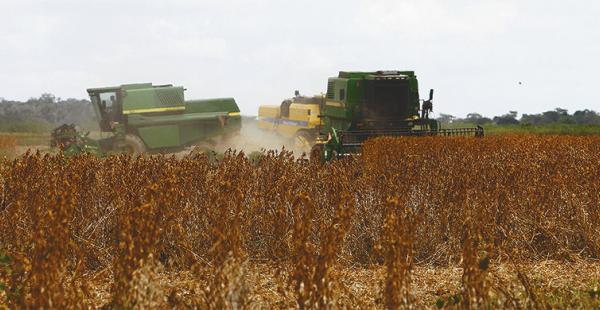 Biotecnología. Con su uso el rendimiento de soya puede crecer un 20%