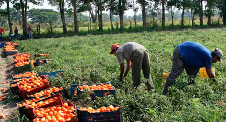 Saipina apuesta por planta industrializadora de tomate