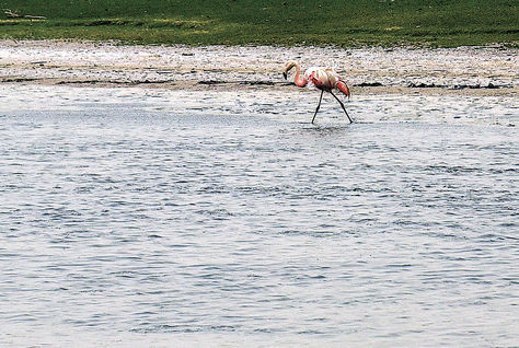 Aves. Un flamenco busca peces en el pequeño humedal que se encuentra a unos 10 kilómetros de Quillacas.