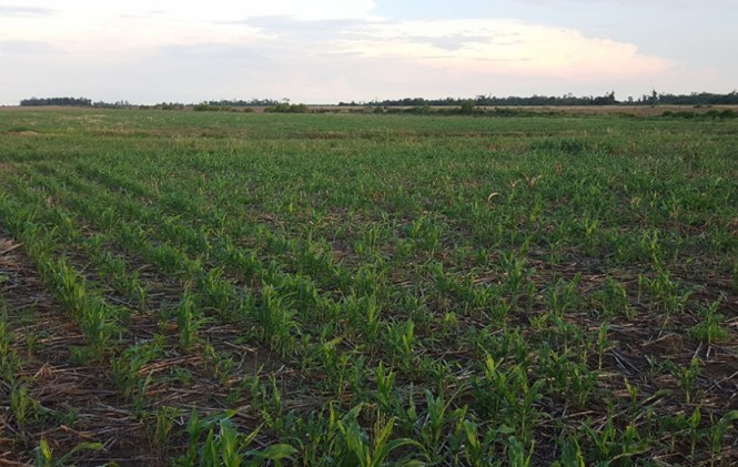 Bajos precios del maíz obligan a productores a cultivar soya en campaña de verano 