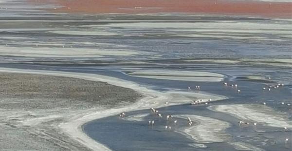 De acuerdo con datos de la secretaría de turismo el caudal de la Laguna Colorada se ha disminuido un 60%