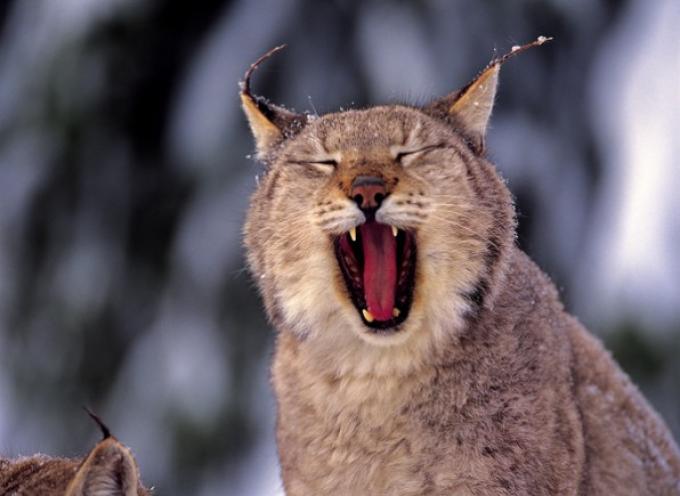 Lince