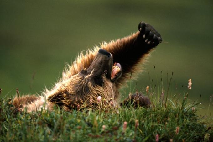 Oso grizzly
