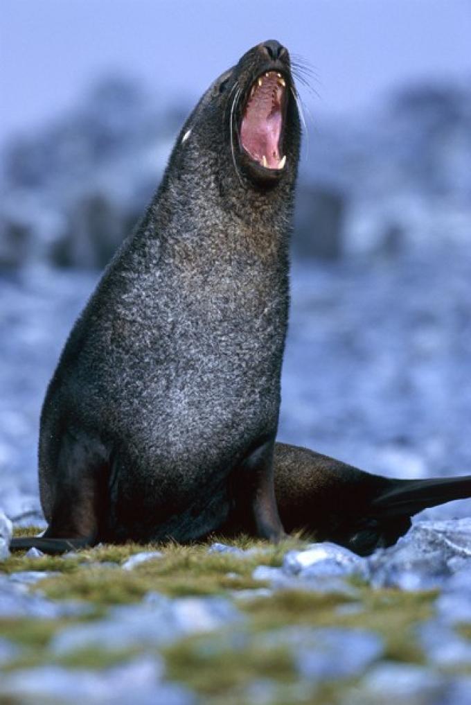 Lobo marino antártico