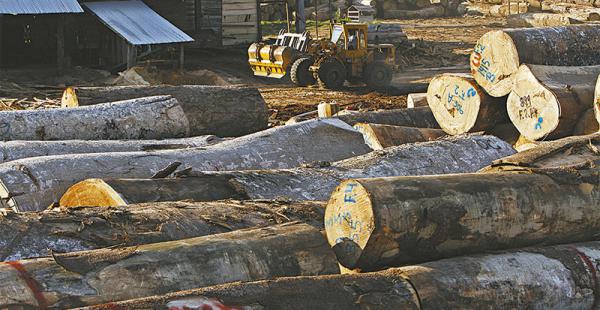 la zafra de madera terminó hay 380.000 m3 sin mercado seguro, solo en guarayos. hay desesperación En el aserradero HLA hay una febril actividad de aserrado de troncas de bibosi, ochoó y hoja de yuca