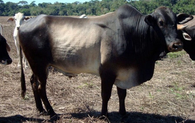 Senasag inicia proceso de regularización sanitaria de mataderos Senasag inicia proceso de regularización sanitaria de mataderos