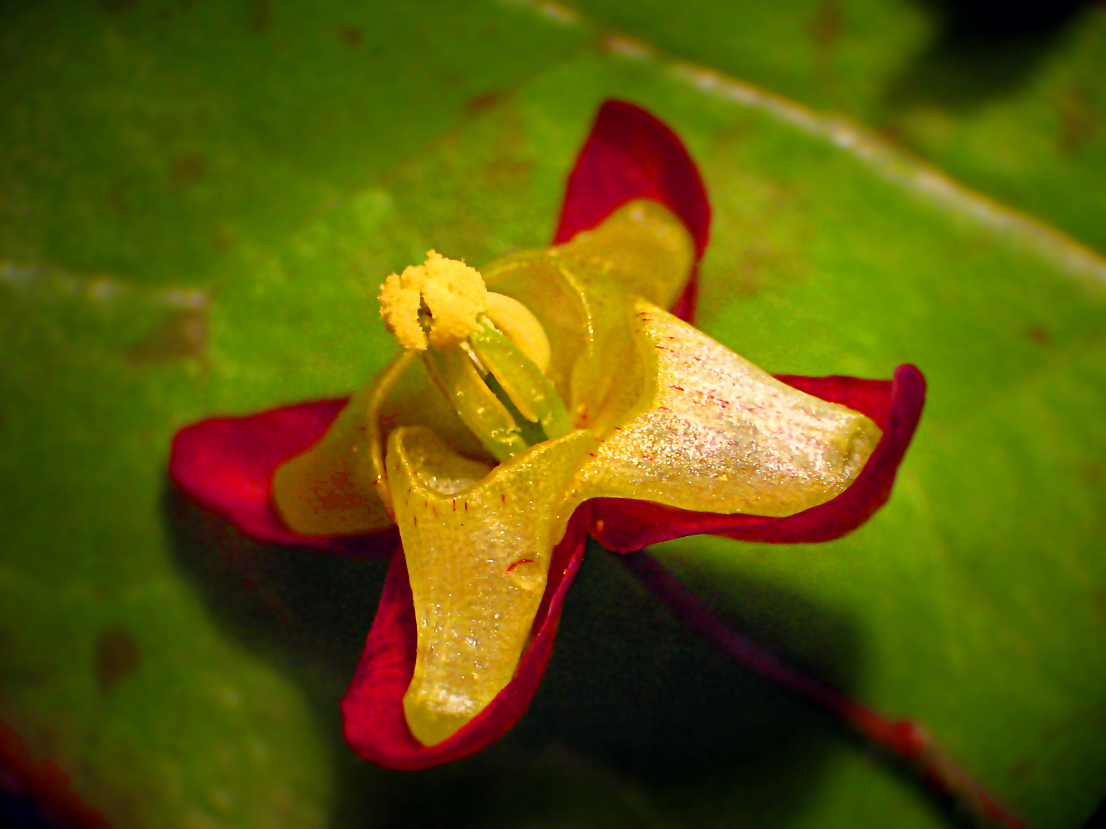 Epimedium_alpinum_NRM