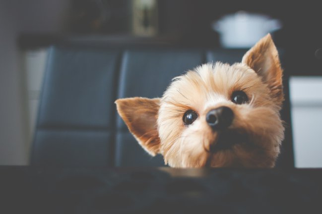 como-hacer-feliz-a-tu-perro