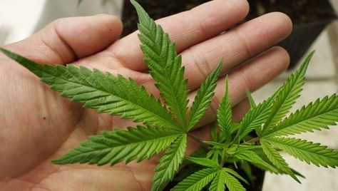 planta-marihuana-Foto-wwwentornointeligentecom_LRZIMA20151211_0111_11