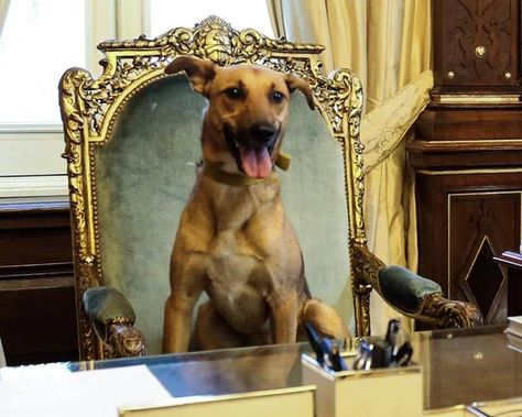 Balcarce, el can del presidente argentino. Foto: @rukhasgunsalu