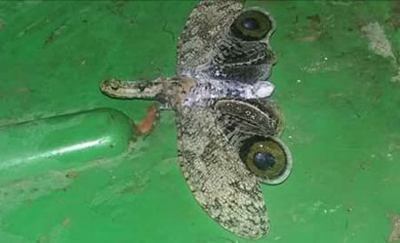 La mariposa caimán aparece en varias zonas
