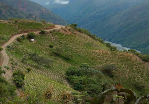  Cultivos de coca verificados por la Unodc en La Paz. | Onodc -  .   Agencia