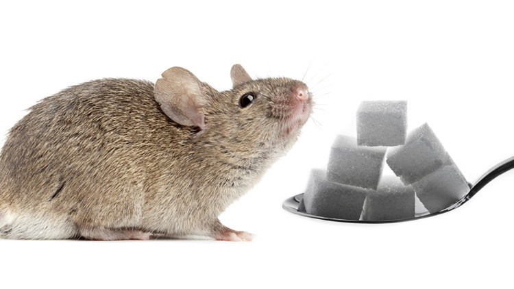 Científicos formaron en los ratones una adicción al azúcar