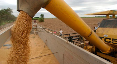 Campaña del cultivo de soya  se encuentra en 95% de avance   