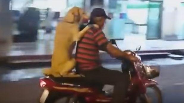 Perro montado en una moto causa admiración en YouTube [VIDEO]