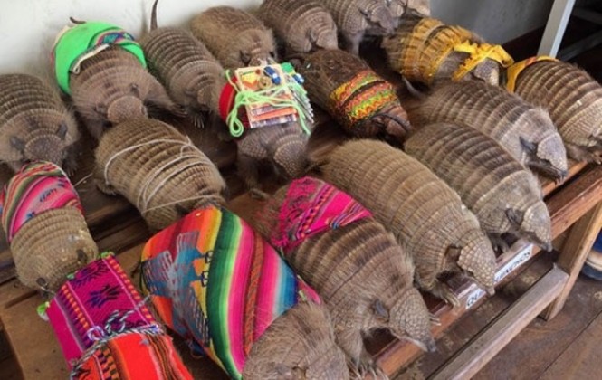 Cochabamba: En una hora rescataron 290 animales silvestres que eran comercializados ilegalmente