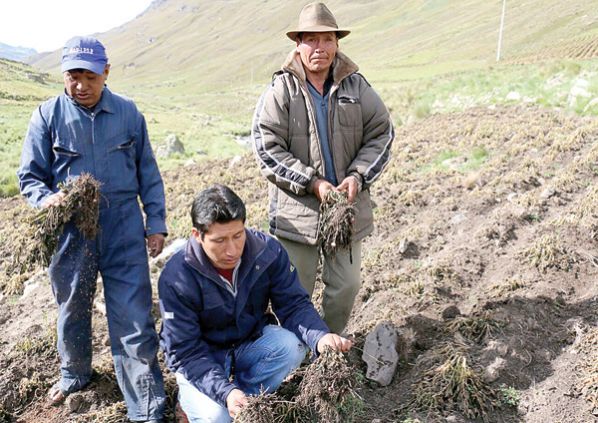 PRODUCTORES DE LA ZONA DE MISICUNI MUESTRAN LA PAPA QUEMADA POR LA HELADA.