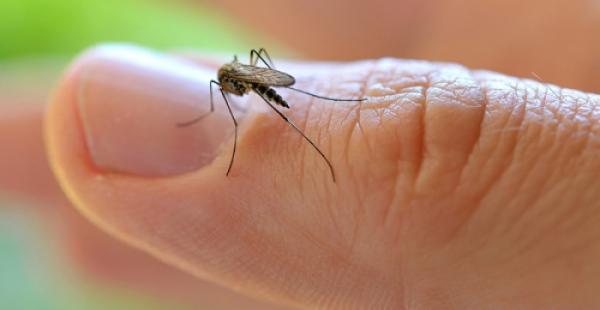 El zika llegó a Bolivia a finales del año pasado, desde esa fecha en Santa Cruz ya son cinco los afectados
