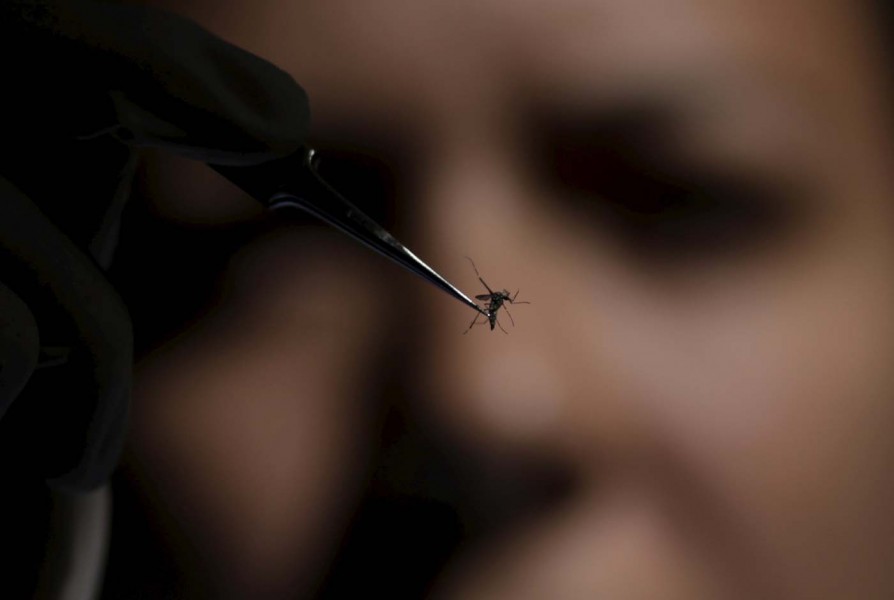 A technician of Oswaldo Cruz Foundation (Fiocruz) inspects an Aedes aegyti mosquito in Recife, Brazil, January 27, 2016. Health authorities in the Brazilian state at the center of a rapidly spreading Zika outbreak have been overwhelmed by the alarming surge in cases of babies born with microcephaly, a neurological disorder associated to the mosquito-borne virus. REUTERS/Ueslei Marcelino