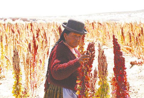 Altiplano. Una productora de quinua de Oruro controla el crecimiento del cereal en su parcela.