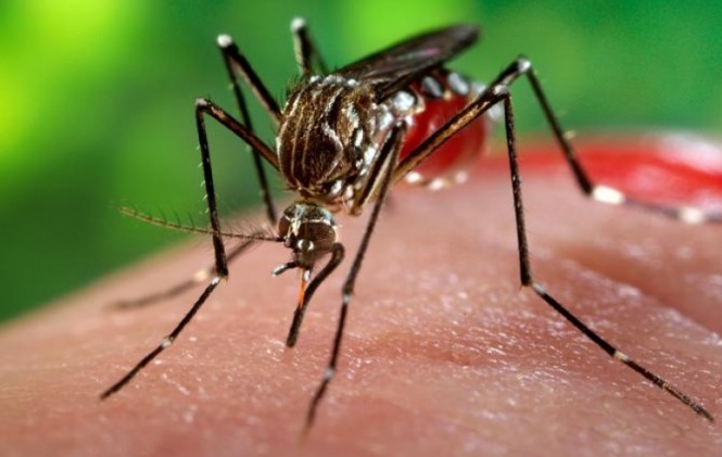  Declaran alerta epidemiológica en Cochabamba por presencia de mosquito