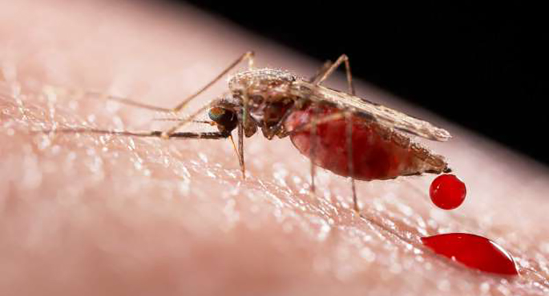 zika (1)