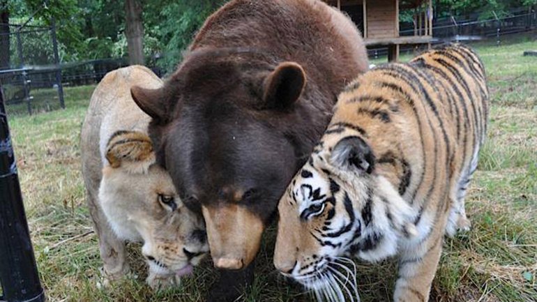 Leo, Baloo y Shere Khan viven juntos en el refugio llamado El Arca de Noé