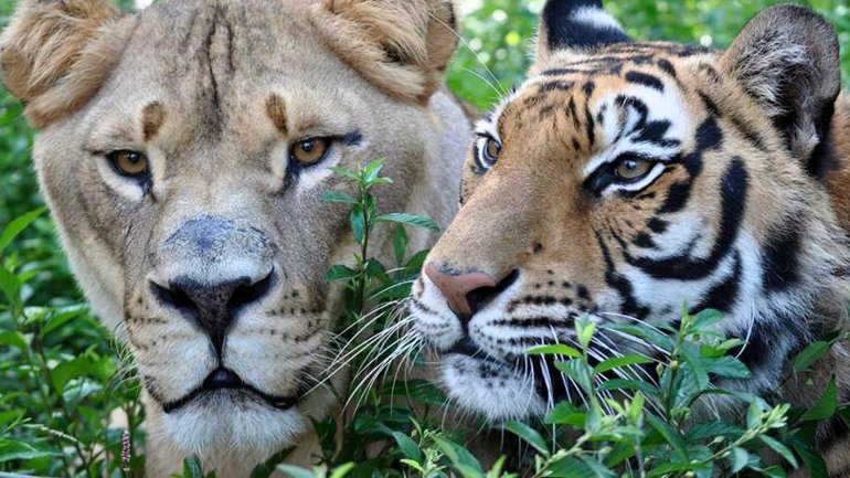 Shere Khan, el tigre de Bengala, es de los tres el más travieso