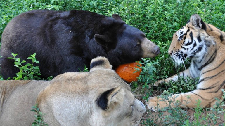 Popularmente se los conoce a los tres animales como BLT