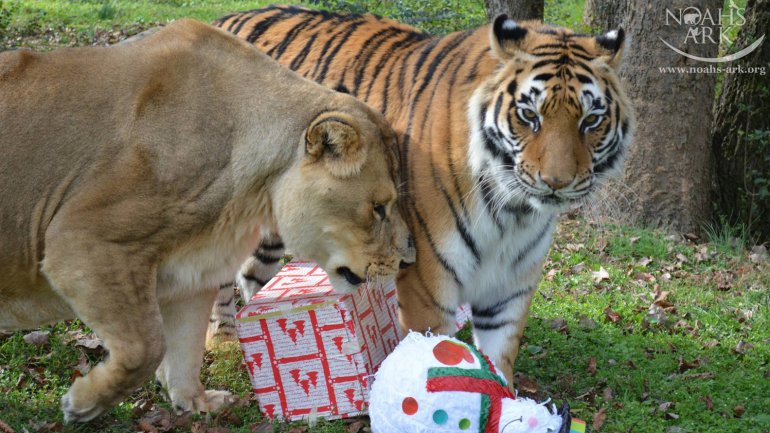 La amistosa relación entre el tigre y el león