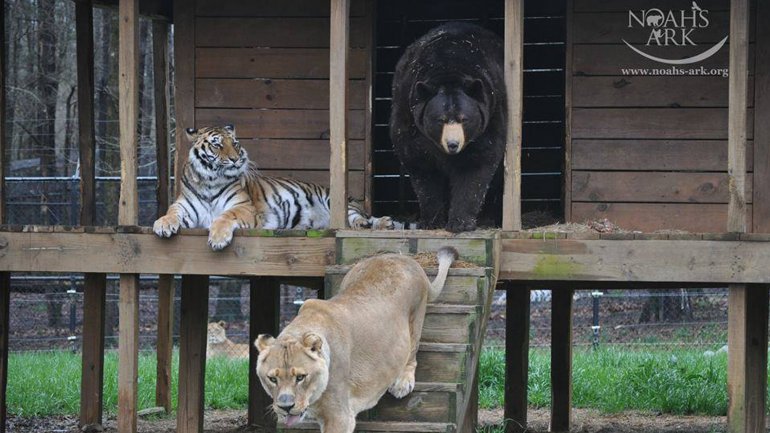 Baloo, Leo y Shere viven juntos en el 