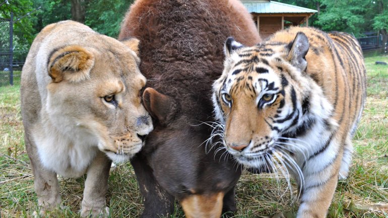 Los tres animales fueron rescatados cuando tenían pocos meses de vida