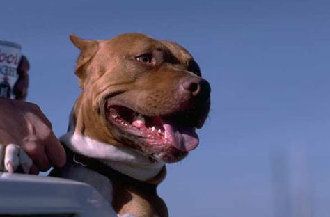 Un can de raza pitbull. Foto: ppperros.org
