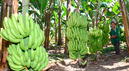 Buscan identificar a la plaga que ataca a la producción de banano